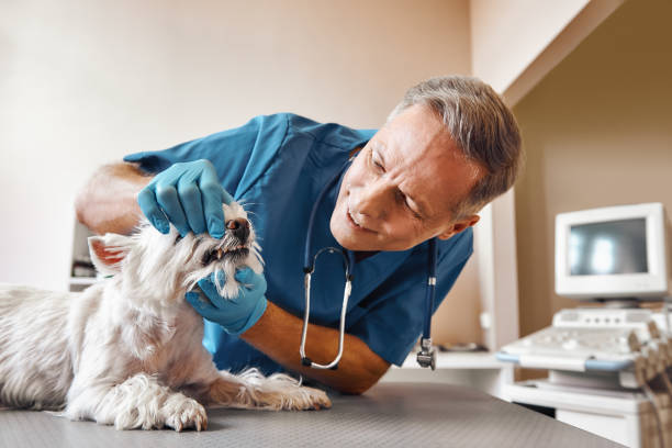 Best Emergency Wisdom Teeth Removal in Lake Lifornia, CA